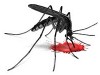 Fotografie k novince Lapače komárů